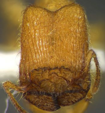 Media type: image;   Entomology 34318 Aspect: head frontal view